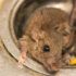 Ekstremt mange rotter: De er tørstige